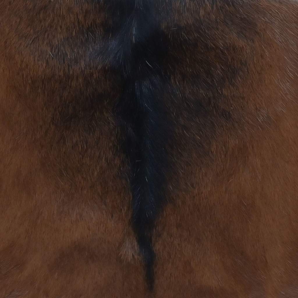 Tabouret pliable cuir de chèvre et bois de teck massif - XIOS