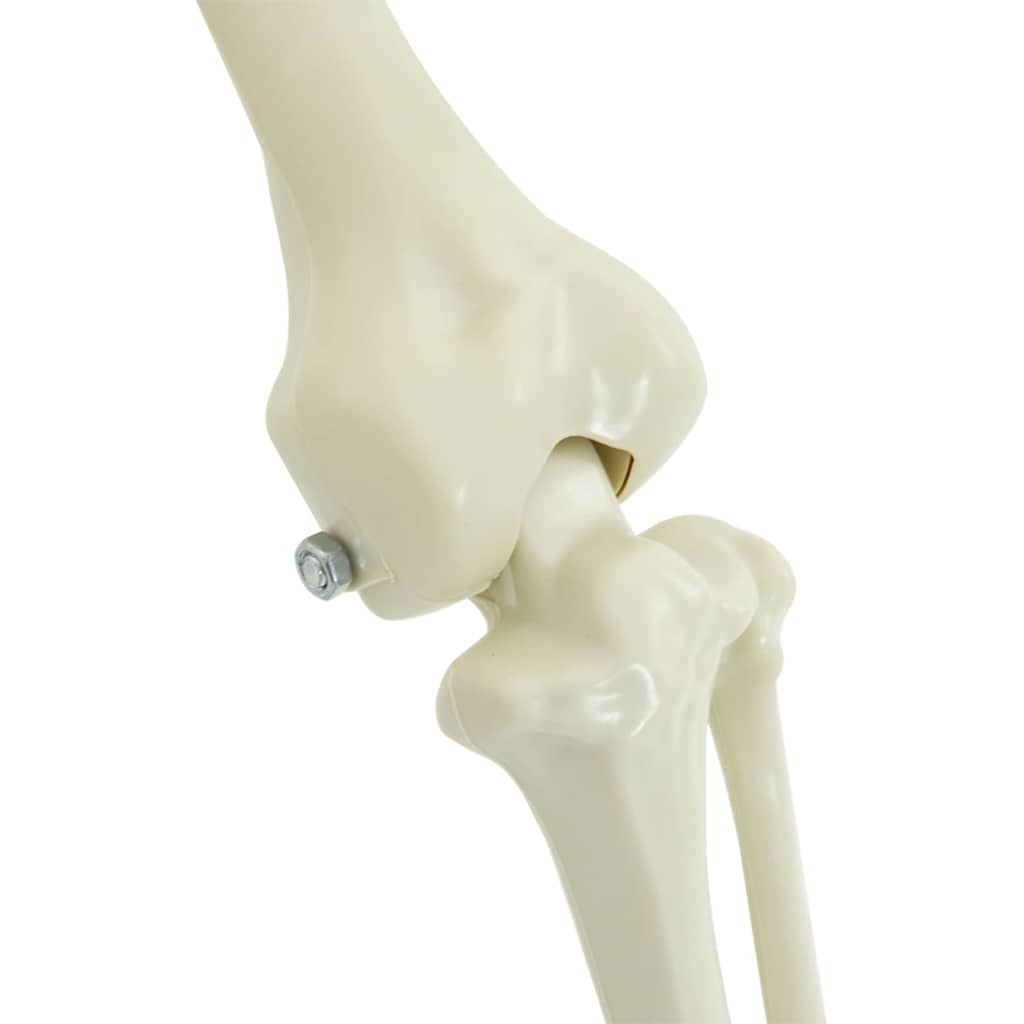 Squelette de décoration Halloween 2 pcs Blanc Polypropylène - XIOS