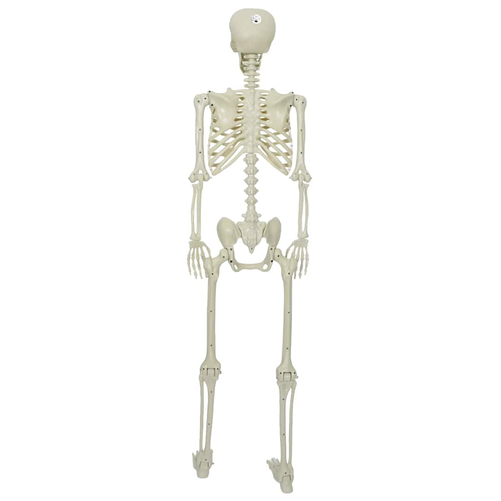 Squelette d'Halloween Blanc 155 x 38.5 cm Plastique - XIOS