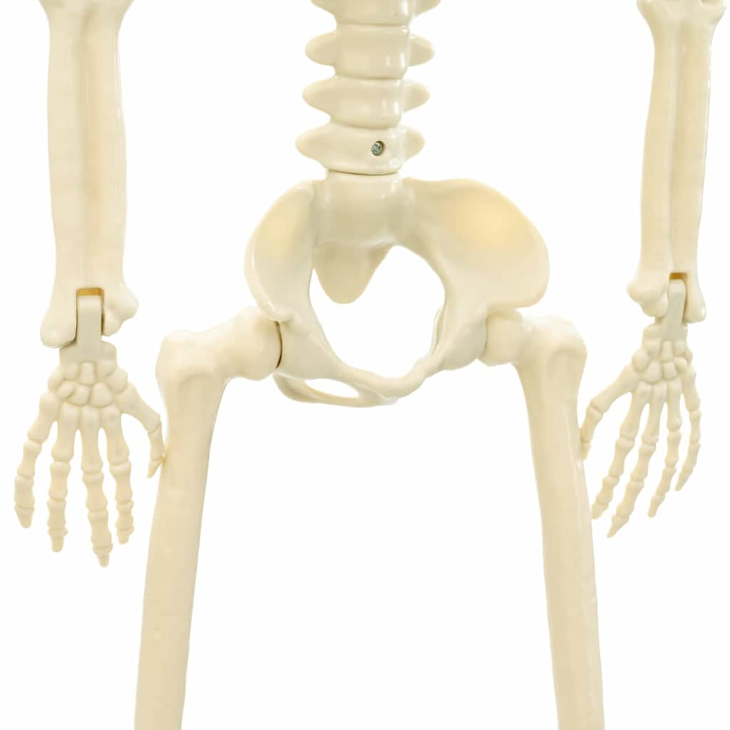 Squelette d'Halloween 2 pcs Blanc 85 cm PVC - XIOS